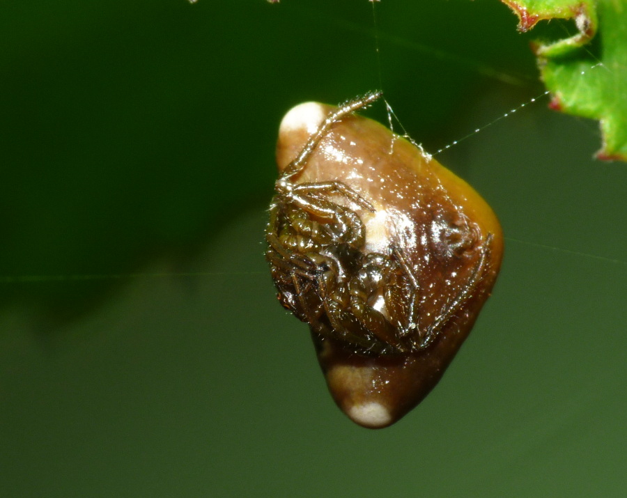 Cyrtarachne ixoides